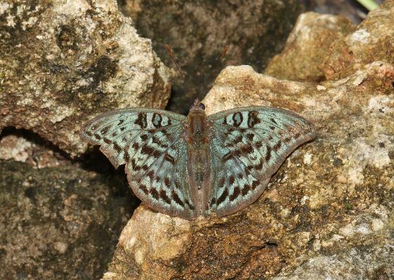 Euryphura achlys male UPS